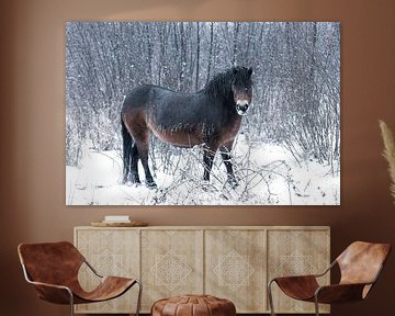 Ein Exmoor-Pony im Schnee von Ronenvief