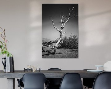 Zwart wit beeld van een boom in Death Valley