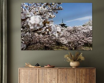 Kyoto, Japan - Während der Blütezeit von Marvin de Kievit