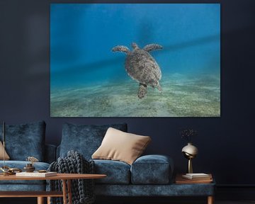 Zwemmende zeeschildpad, Egypte van Daniëlle van der meule