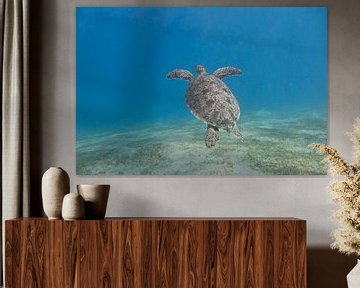 Zwemmende zeeschildpad, Egypte van Daniëlle van der meule