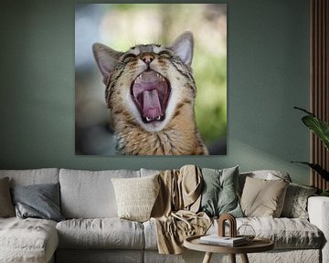 Yawning cat by WittholmPhotography