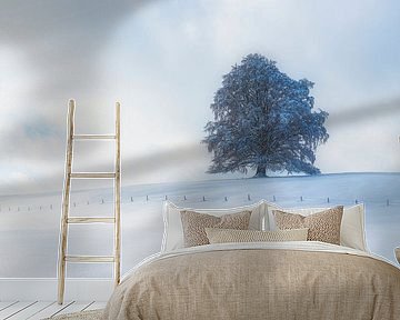 Buche im Winter, Allgäu