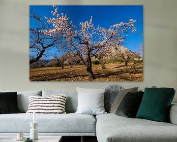 Almond tree with mountains in background
