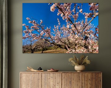 almond blossom