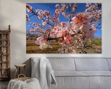 almond blossom branch