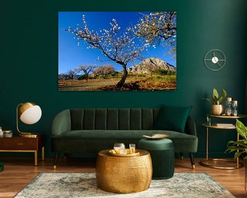 almond blossom tree
