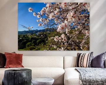 almond blossom
