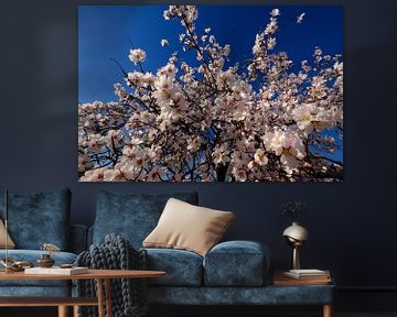 close up almond blossom