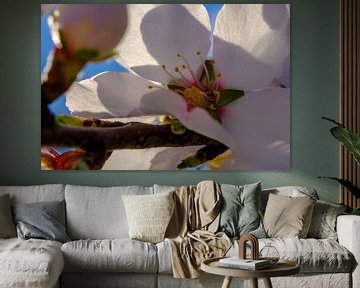 close up blossom
