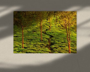 Bäume in Teeplantage in Kerala, nahe Munnar, Südindien im goldenen Abendlicht von Robert Ruidl