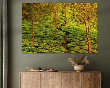 Trees in tea plantation in Kerala, near Munnar, South India in the golden evening light by Robert Ruidl