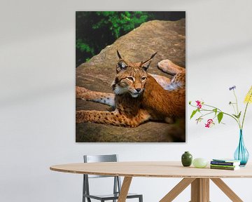 ein Luchs
