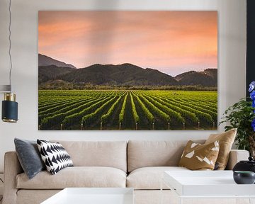 Vineyard in Blenheim, New Zealand by Tom in 't Veld