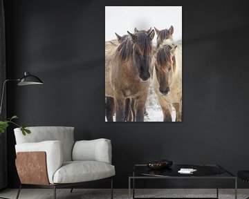 Konik horses by Dirk van Egmond