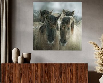 Les chevaux de Konik sur Dirk van Egmond