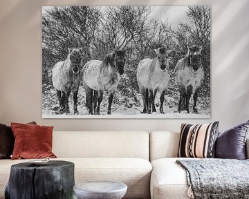 Konikpaarden in zwart wit van Dirk van Egmond