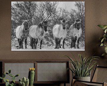 Konik-Pferde in schwarz und weiß von Dirk van Egmond