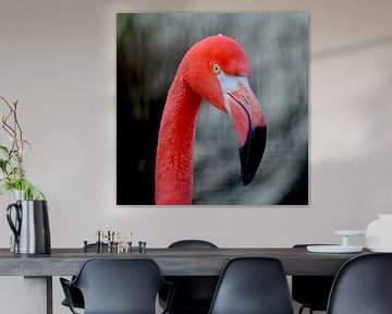 Flamingo van Jeroen Gutte