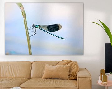 Damselfly on a reed (1 de 2) sur Jeroen Gutte