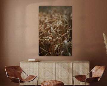 Wheat with a golden lining during summer sunset by Yvette Baur