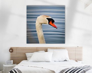 Swan with drop on beak by Jeroen Gutte