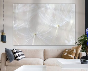 Dandelion with fluff seen from the inside (2 of 2) by Jeroen Gutte