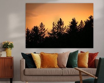 Coniferous trees in the Black Forest at sunset by Jeroen Gutte