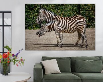 Twee zebra's in een dierentuin van Joost Adriaanse