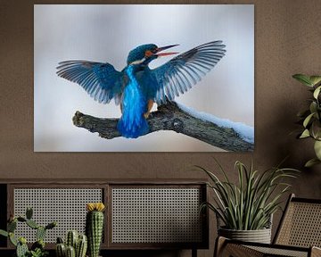 IJsvogel - Blue perfection van IJsvogels.nl - Corné van Oosterhout