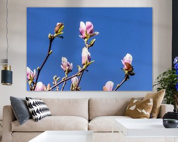 Magnolia in de knop en bloei