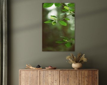 Groene bladeren