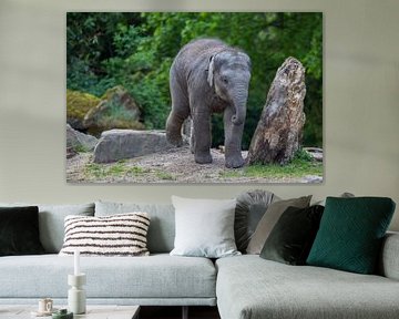 Baby olifantje naast boomstronk die op de vloer krapt