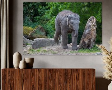 Baby olifantje naast boomstronk die op de vloer krapt
