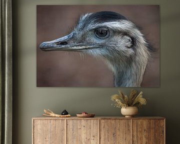 Kop struisvogel met bruine achtergrond