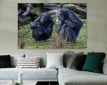 Twee chimpansees kijken naar iets anders