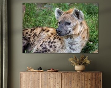 Kop van hyena van Joost Adriaanse