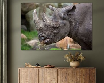 Head of a rhino by Joost Adriaanse