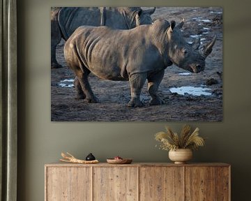 Rhinoceros on muddy ground by Joost Adriaanse