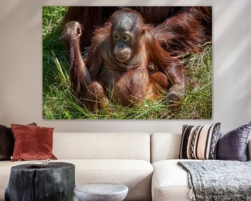 Orang-oetang jong in het gras, met duimpje