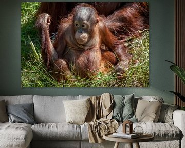 Orang-oetang jong in het gras, met duimpje van Joost Adriaanse