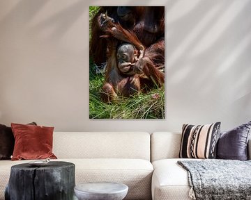 Orang-oetang jong in het gras die gekke gezichten trekt