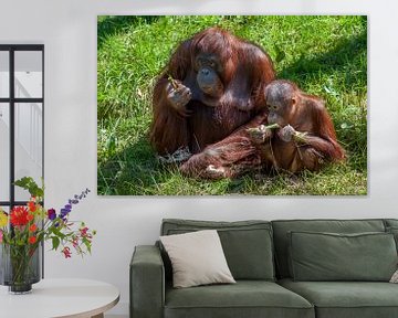 Orang-oetang jong in het gras met zijn/haar moeder