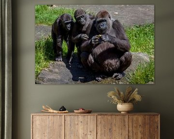 Drie gorilla's die kijken naar iets vreemds