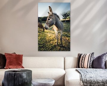 Donkey by Auke Hamers