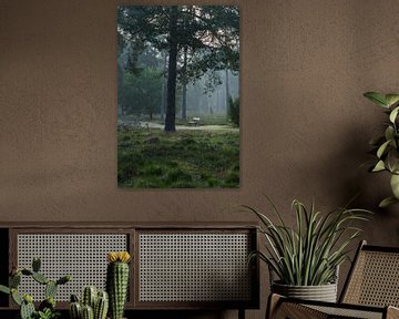 Un banc dans la forêt