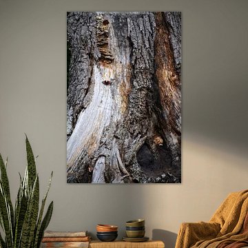 Butterfly on tree trunk with fungi