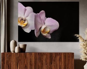 Orchidée à fond noir sur Philipp Klassen