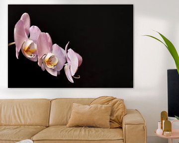 Orchidee met zwarte achtergrond van Philipp Klassen