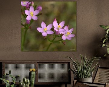 Het is roze by Hans van Kaam